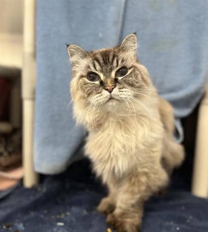 Madrid - Domestic Medium Hair cat available for adoption at Montreal SPCA in Montreal