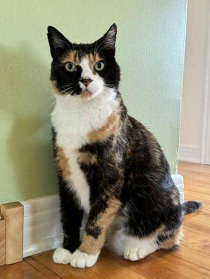 Willow - Domestic Medium Hair cat available for adoption in Quebec