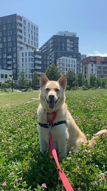 Tukk - Mixed Breed available for adoption