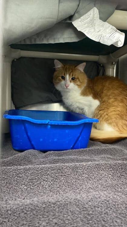 Guppy - Domestic Shorthair cat available for adoption at Montreal SPCA in Montreal