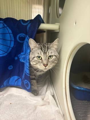 Mimine - Domestic Shorthair available for adoption