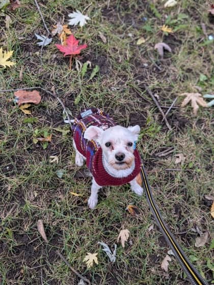 Louny - Mixed Breed available for adoption at Montreal SPCA in Montreal