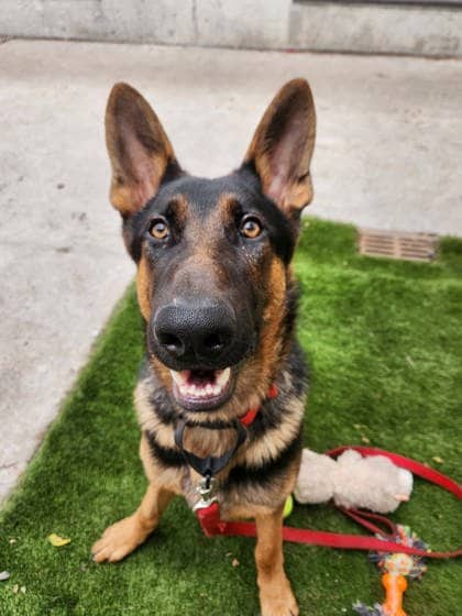 Aaron - Mixed Breed available for adoption