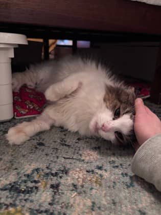 Yanis - Domestic Shorthair available for adoption