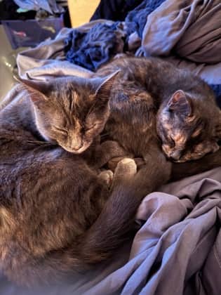 Tortellini - Domestic Shorthair cat available for adoption at Montreal SPCA in Montreal