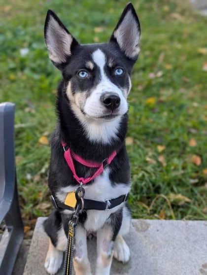 Estrella - Mixed Breed available for adoption at Montreal SPCA in Montreal
