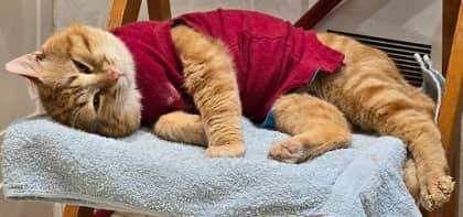 Achille (hydro) - Domestic Shorthair available for adoption