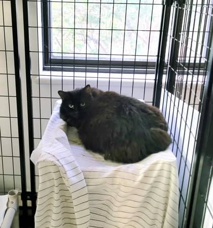 Rosie (Marina) - Domestic Medium Hair available for adoption