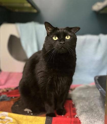 Sharkeesha - Domestic Medium Hair available for adoption