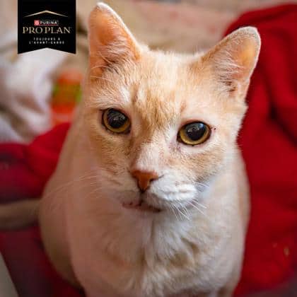 Milo (Taxi) - Domestic Shorthair available for adoption