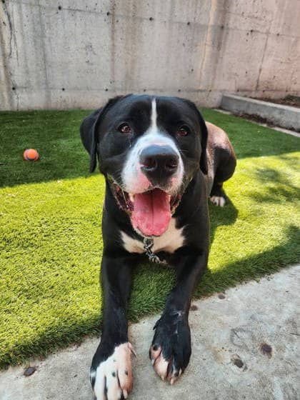Picasso - Mixed Breed available for adoption