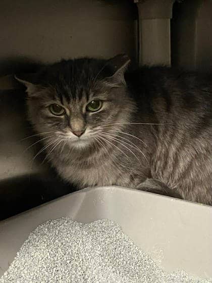 Mila - Domestic Shorthair available for adoption