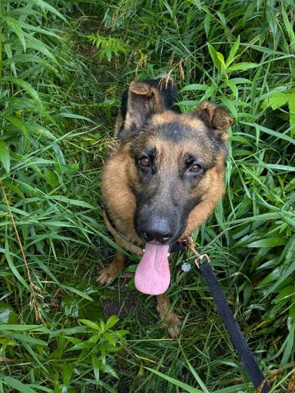 Max - Mixed Breed available for adoption