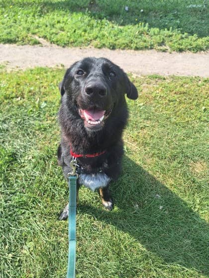 Doudoune - Mixed Breed available for adoption at Montreal SPCA in Montreal