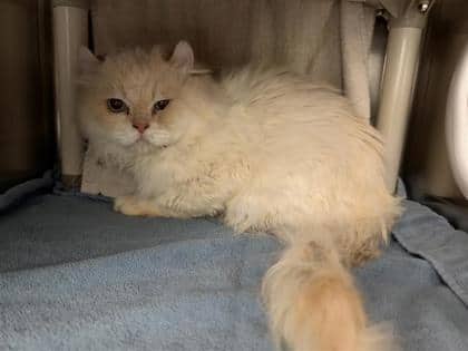 Helsinki - Domestic Longhair cat available for adoption at Montreal SPCA in Montreal