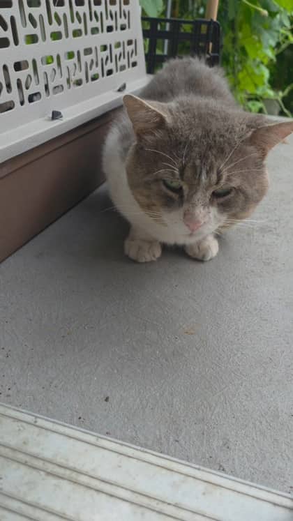 Pushpa - Domestic Shorthair cat available for adoption at Montreal SPCA in Montreal
