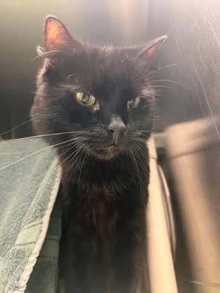 Jacques - Domestic Shorthair available for adoption