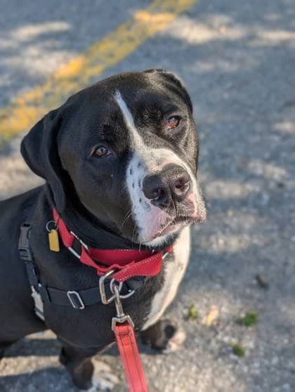 Picasso - Mixed Breed available for adoption