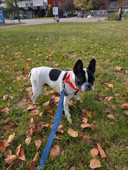 Tokyo - Mixed Breed available for adoption at Montreal SPCA in Montreal