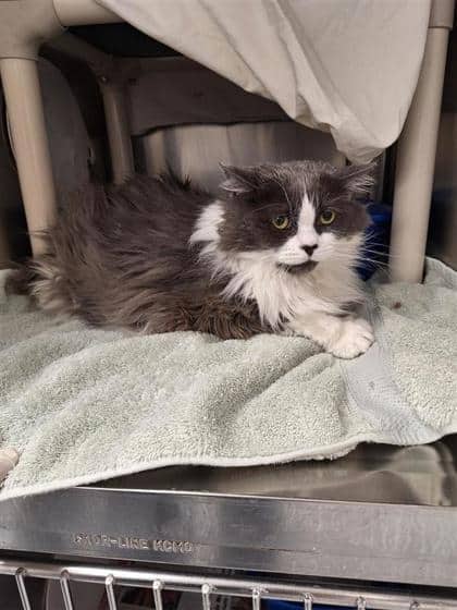 Sia - Domestic Shorthair cat available for adoption at Montreal SPCA in Montreal