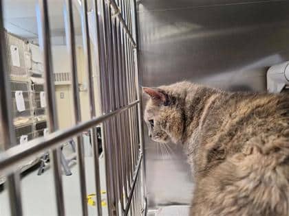 Cléo - Domestic Shorthair available for adoption