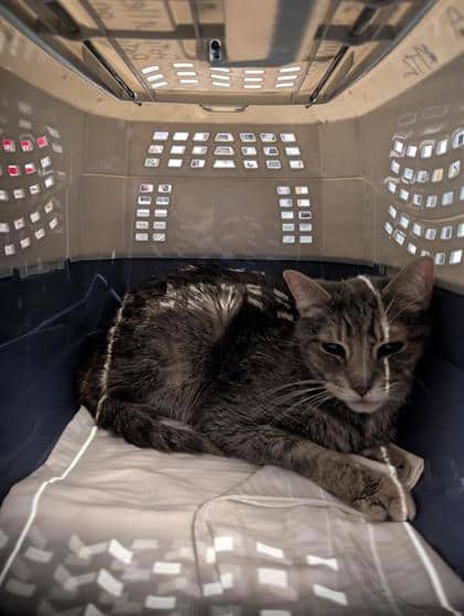 Cherub - Domestic Shorthair available for adoption