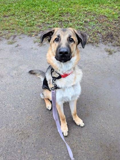 Luigi - Mixed Breed available for adoption at Montreal SPCA in Montreal