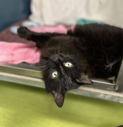 Rosie (Marina) - Domestic Medium Hair cat available for adoption at Montreal SPCA in Montreal