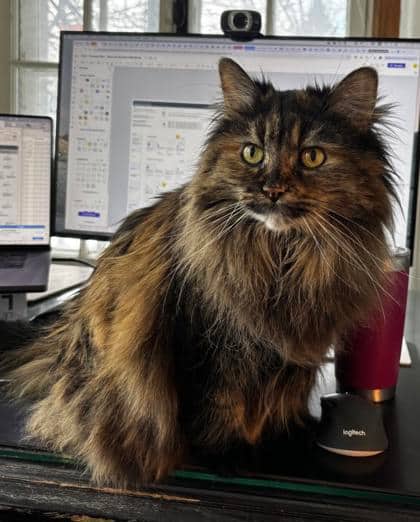 Gypsy - Domestic Medium Hair available for adoption