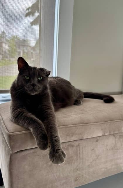 Teddy - Domestic Shorthair available for adoption