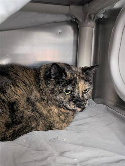 Gateau - Domestic Shorthair available for adoption
