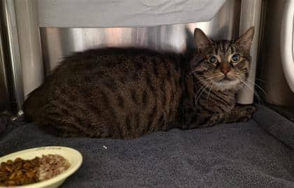 Le Pro des DVD - Domestic Shorthair cat available for adoption at Montreal SPCA in Montreal
