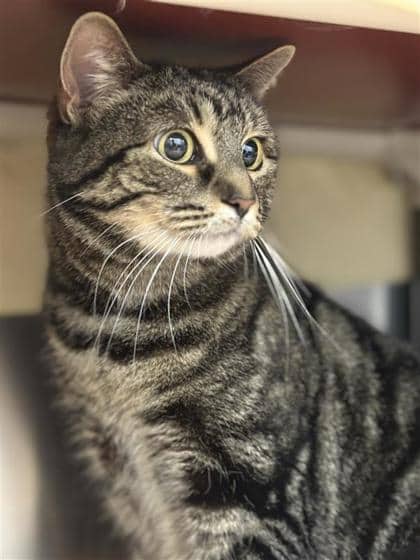 Cali - Domestic Shorthair cat available for adoption at Montreal SPCA in Montreal