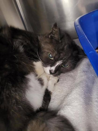Ti-Bibi - Domestic Shorthair cat available for adoption at Montreal SPCA in Montreal