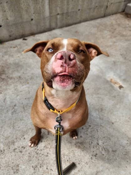 Sky - Mixed Breed available for adoption
