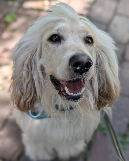 Archie - Mixed Breed available for adoption