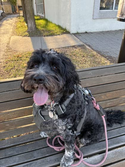 Fanny - Portuguese Water Dog available for adoption in Quebec