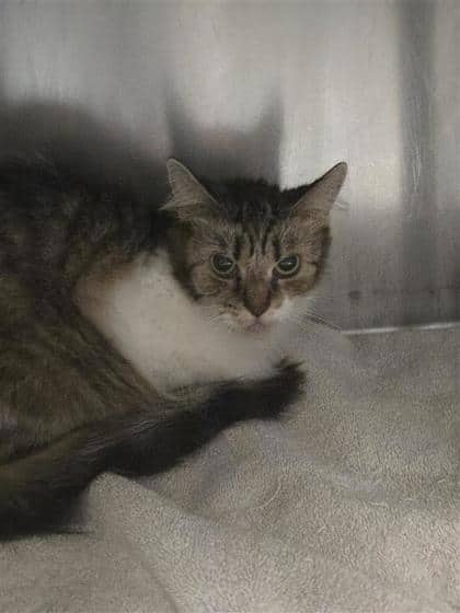 Soleil - Domestic Medium Hair available for adoption