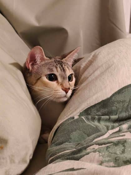 Colette - Domestic Shorthair available for adoption