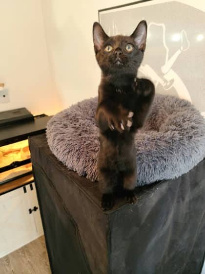 Mineru - Domestic Shorthair available for adoption