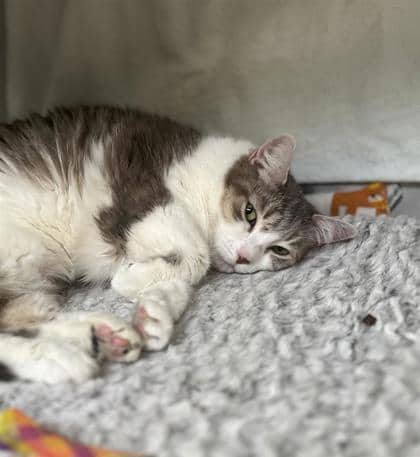Kiki - Domestic Shorthair cat available for adoption at Montreal SPCA in Montreal