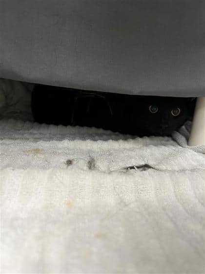 Larry. (Assila Bibiche) - Domestic Shorthair cat available for adoption at Montreal SPCA in Montreal