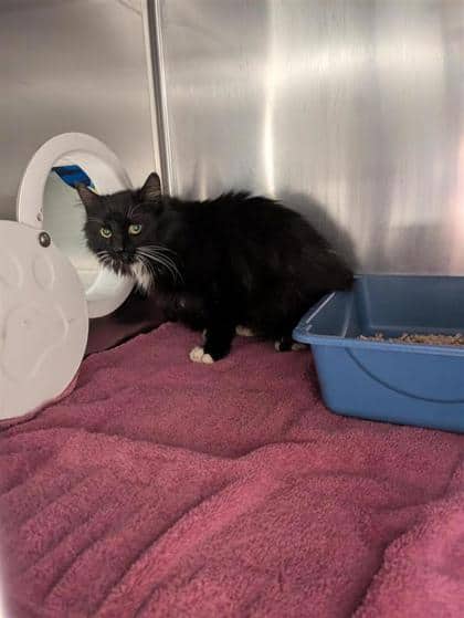 Ozzy - Domestic Longhair available for adoption