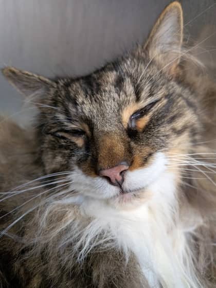 Fluffy - Domestic Medium Hair available for adoption