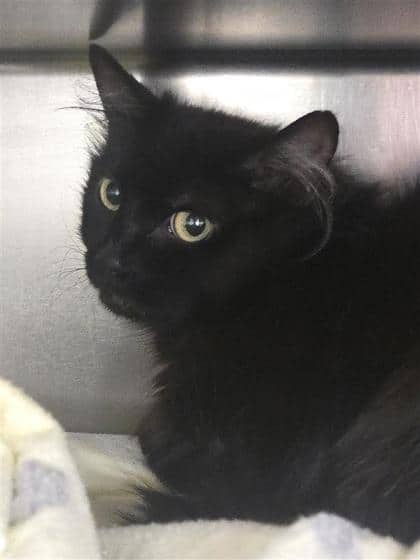 Minette (maman) - Domestic Medium Hair cat available for adoption in Quebec