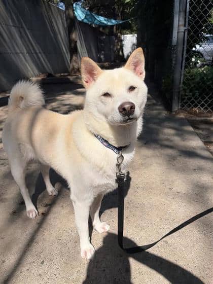 Yuki (Max) - Mixed Breed available for adoption