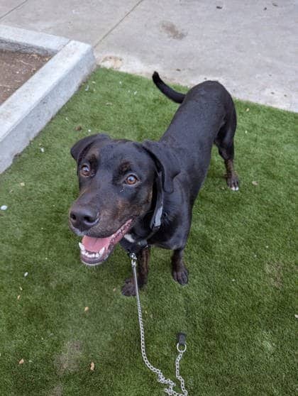 Wally - Mixed Breed available for adoption