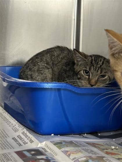 Foxy - Domestic Shorthair cat available for adoption at Montreal SPCA in Montreal