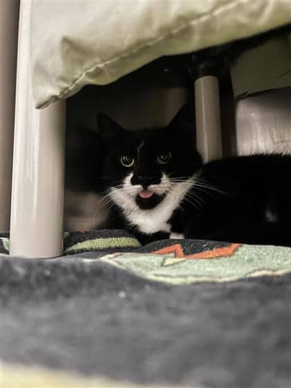 Crocodile - Domestic Shorthair cat available for adoption at Montreal SPCA in Montreal