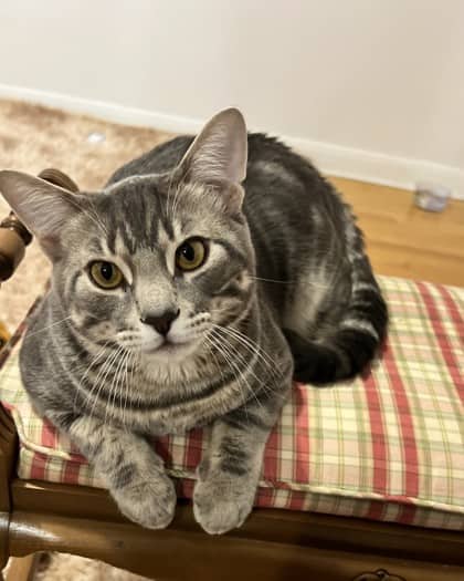Doudou - Domestic Shorthair cat available for adoption at Montreal SPCA in Montreal